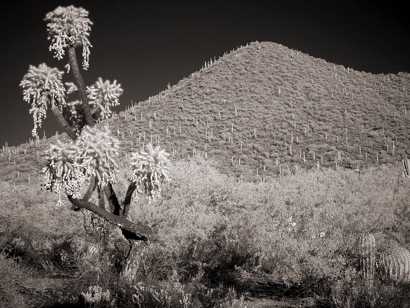 Desert Scene Tucson, AZ � Dave Hickey